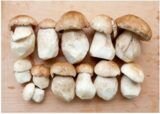 Правила заморозки белых грибов